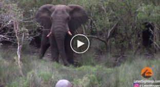 Молодые бегемоты не смогли поделить дорогу со слоном