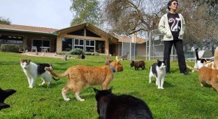 Это просто надо видеть: женщина поселила в своем доме тысячу кошек (7 фото + 1 видео)
