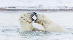 Игривая борьба полярных медвежат у берегов Аляски (9 фото)