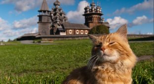 22 великолепные фотографии котов и достопримечательностей мира (22 фото)