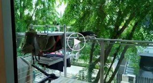Птица стащила бюстгальтер с балкона жительницы Сингапура