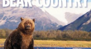 История о медведях (17 фото)