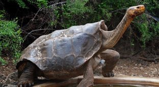 Самец галапагосской черепахи в одиночку спас свой вид от вымирания (2 фото)
