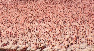 Миллионы розовых фламинго (22 фото)