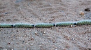 Паравоз из гусениц (3 фотографии)