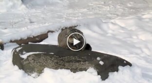 Аномальный снегопад удивил живущего в Московском зоопарке кота манула