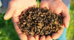 За 3 месяца в Бразилии погибло около 5 миллионов пчёл (10 фото)