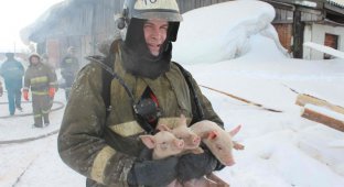Томские пожарные спасли 150 поросят из горящего свинарника (8 фото)