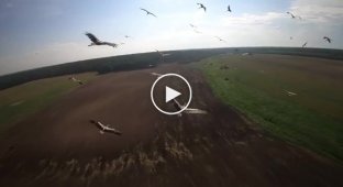 Белорус подружил аистов со своим дроном и снял видео их полета