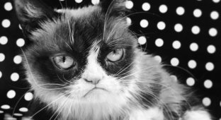 Умерла Grumpy Cat (сердитая кошка), ставшая легендарным мемом