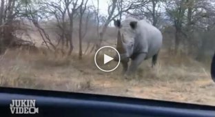Разгневанные носороги атакуют автомобили с туристами