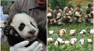 Милые фотографии 36 детенышей панды (13 фото)