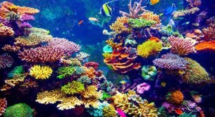 Морской биолог нашел способ быстро выращивать кораллы (6 фото)