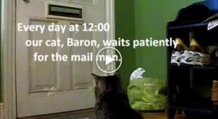 Кот получает почту