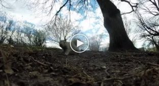 Белка украла у канадца камеру и сняла свой эпичный побег на видео