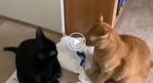 Как выглядит драка двух ленивых котов