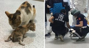 Кошка принесла своего котенка на медицинский осмотр в больницу (6 фото)