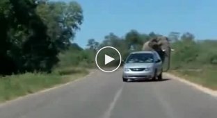 Слон попытался напасть на машину