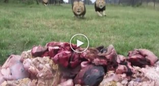 Голодные львы бегут к еде