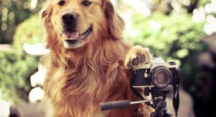Радостные собаки в объективе девушки-подростка (12 фото)