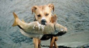 Пес рыболов (9 фото)