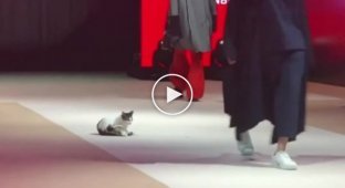 Кошка вышла на подиум во время показа