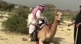 Неудачная попытка прокатиться на верблюде