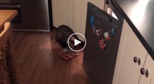 Барсук решил проверить холодильник