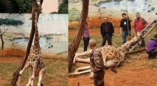 В зоопарке жираф пытался почесать шею, но застрял между ветками (3 фото)