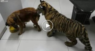 Тигр и собака - борьба за воду