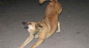Люди vs звери: Запорожских собак-инвалидов выгнали на улицу умирать