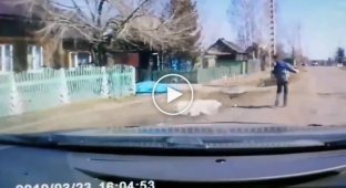Огромный алабай напал на школьника в Красноярском крае