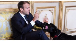 Пёс президента Франции помочился в камин Елисейского дворца прямо во время заседания (2 фото)