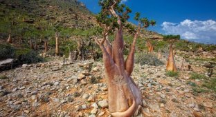 Остров Сокотра и его удивительные бутылочные деревья (48 фото)