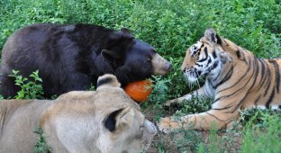Лучшие друзья: медведь, лев и тигр (14 фото)