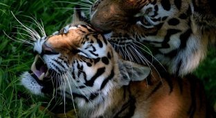 Амурские тигры (7 фото)
