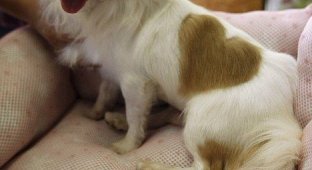 Любвеобильный щенок (3 фото)