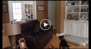 Собака расставляет мебель по феншую