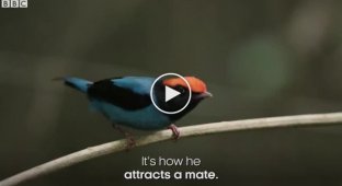 Птицы-манакины устраивают танцевальные «батлы», пытаясь впечатлить самок