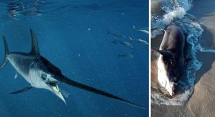 На ливийский берег вынесло акулу с 30-сантиметровым «клинком» меч-рыбы в спине (5 фото)