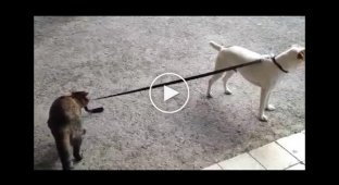 Кот выгуливает собаку