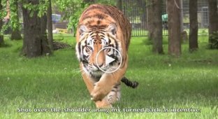 Не стоит поворачиваться спиной к тигру