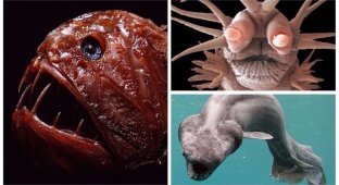 Подводный мир: самые странные обитатели океана (18 фото)