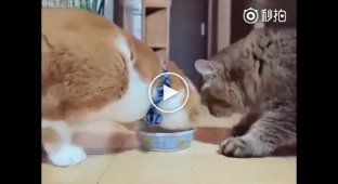 Два доброжелательных кота угощают друг друга едой