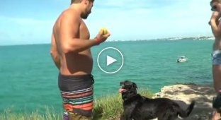 Собака прыгнула в воду ради мячика