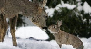 Дружба олененка и зайца (11 фотографий)