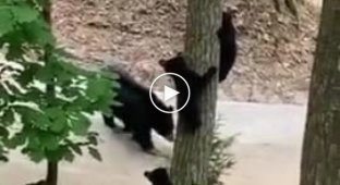 Как маме спустить с дерева непослушного медвеженка на землю