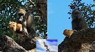 Павиан украл у львов детёныша (2 фото + 1 видео)
