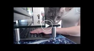 Коту запретили ходить по клавиатуре изпользовав защиту