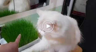 Не трогай мою траву! Кот охраняет свое лакомство